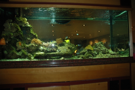 Fish tank at hotel 